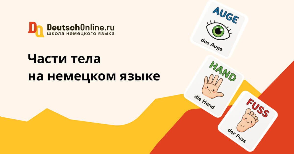 части тела на немецком языке
